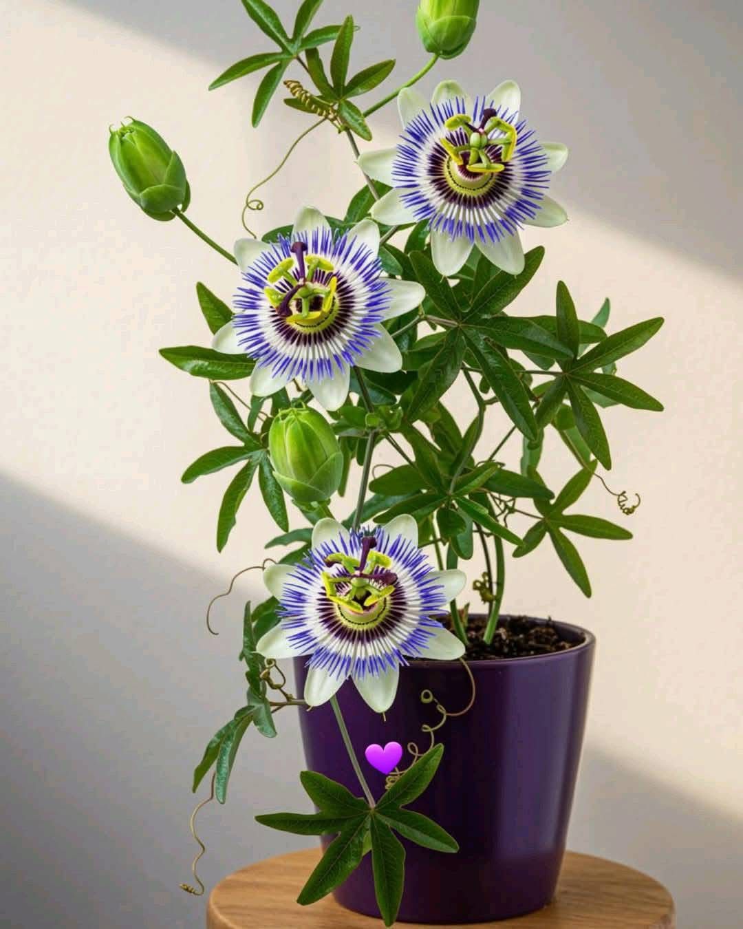 Krishna Kamala Plant (Passiflora incarnata)